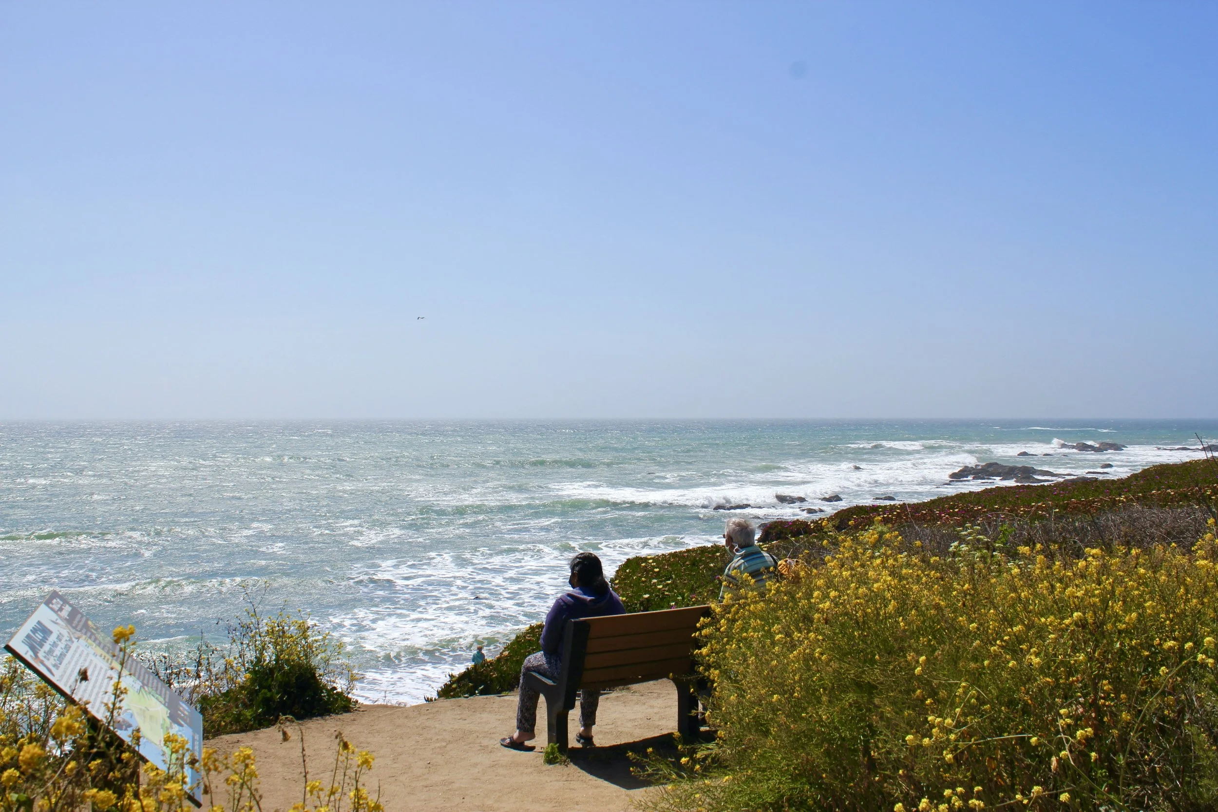 A blue Bay Area ocean side, with a bench and yellow wildflowers in the foreground