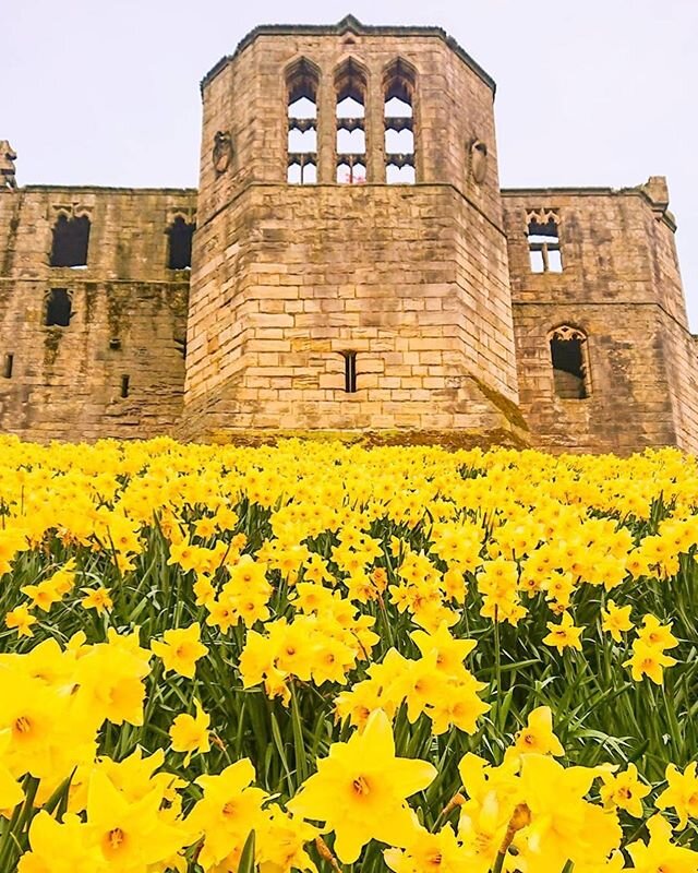 &ldquo;No winter lasts forever, no spring skips it&rsquo;s turn.&rdquo; - Naturalist Hal Borland
.
Flower power and a Happy Easter to all from us at Wallumination!
.
1. Medieval Warkworth Castle and its famous daffodils in Northumberland, England UK.