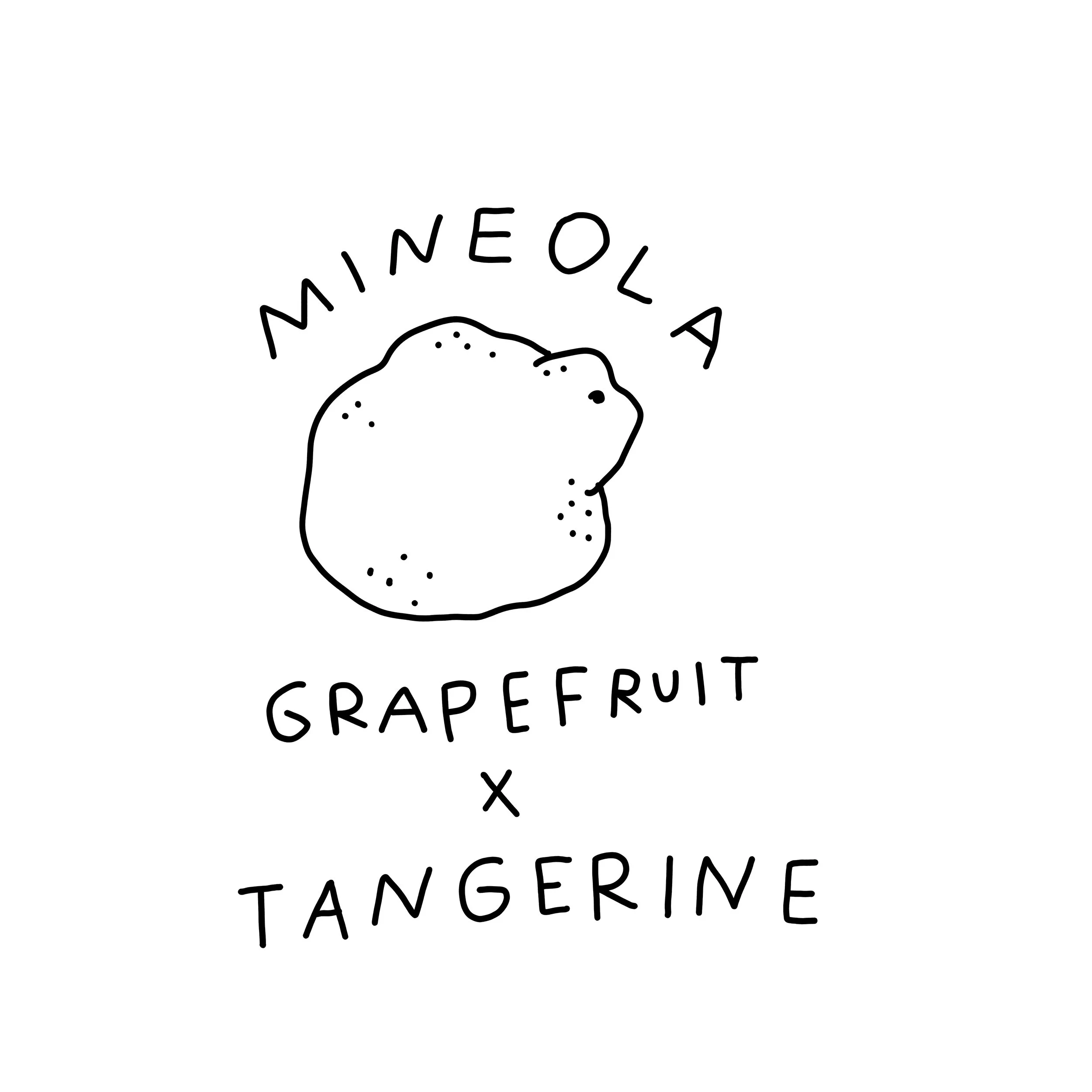 Minneola Fruit Food Illustration.jpg