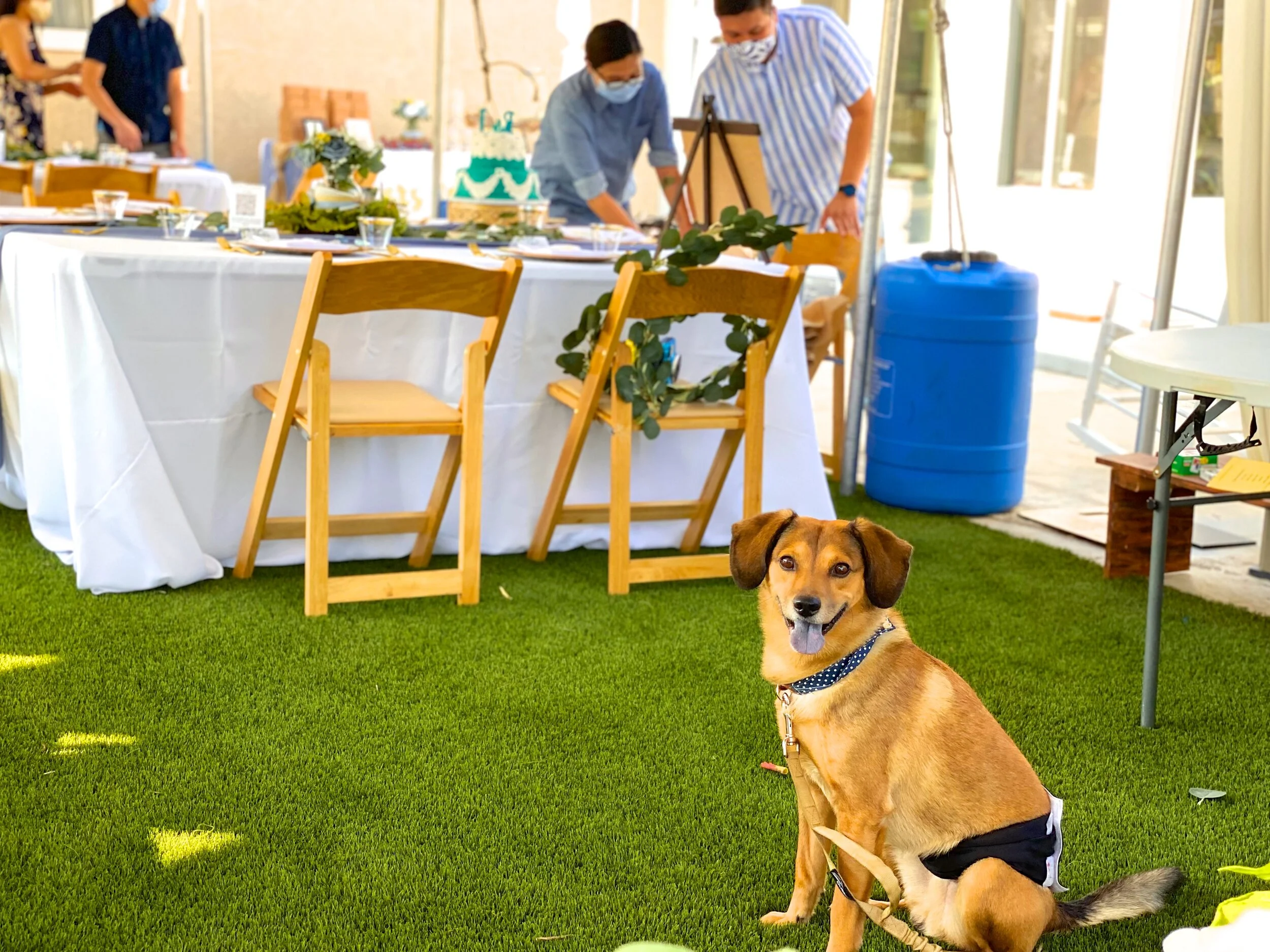 DIY Backyard Brunch