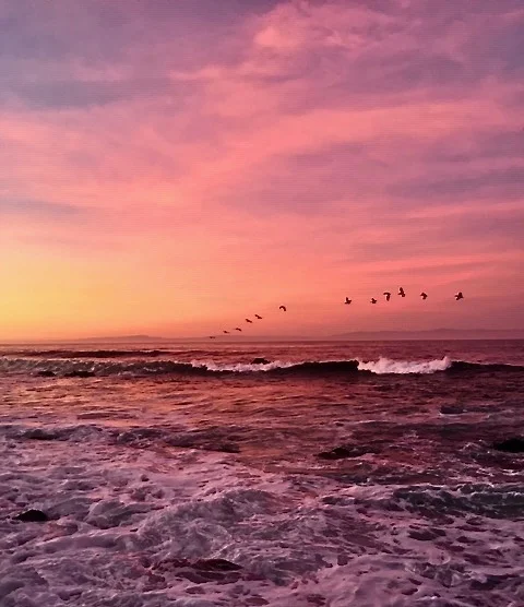 DBird Diaries Webpage background.jpeg