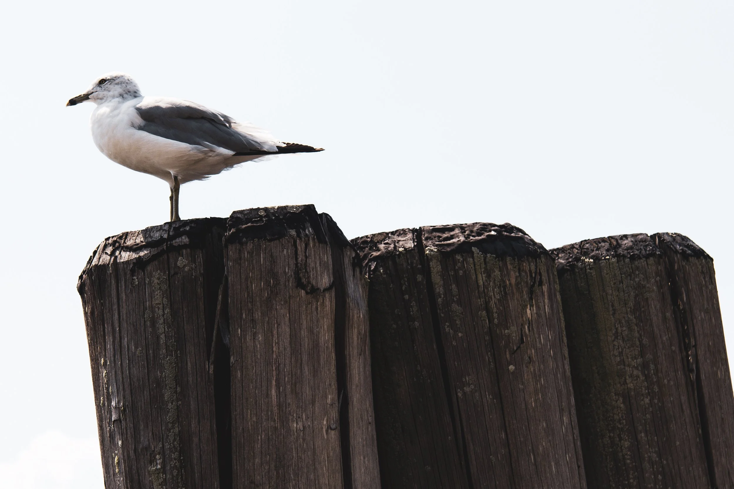 We on an ultralight beam.