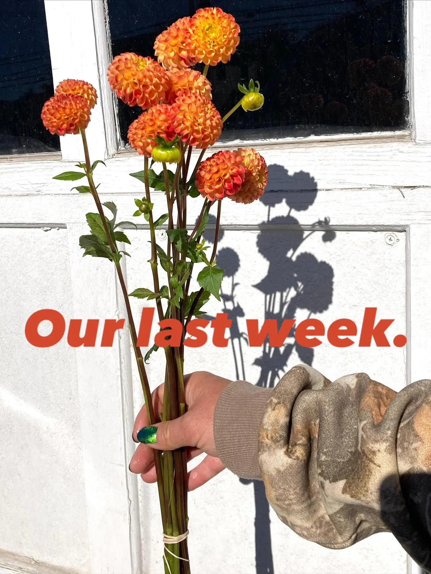 This will be our last week of the season- last day is Thursday, October 30. So get those orders in and definitely come by and shop the Market Floor so we can so goodbye! As per usual, our Market Floor will be open on Tuesday, Wednesday and Thursday. 