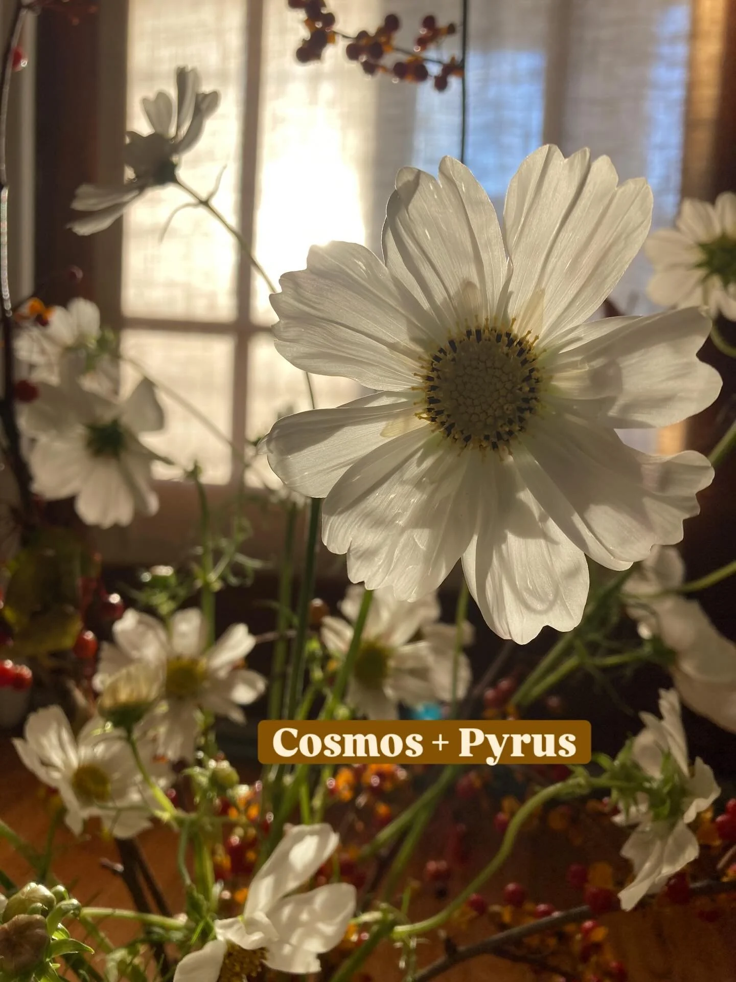 We love a surprising Fall romance&hellip;like white Cosmos pairing up with branchy Pyrus (as of now, both still available on @rooted_farmers ). What&rsquo;s your favorite unexpected Fall flower pairing? 🍂🧡 We want to know! (And don&rsquo;t forget- 