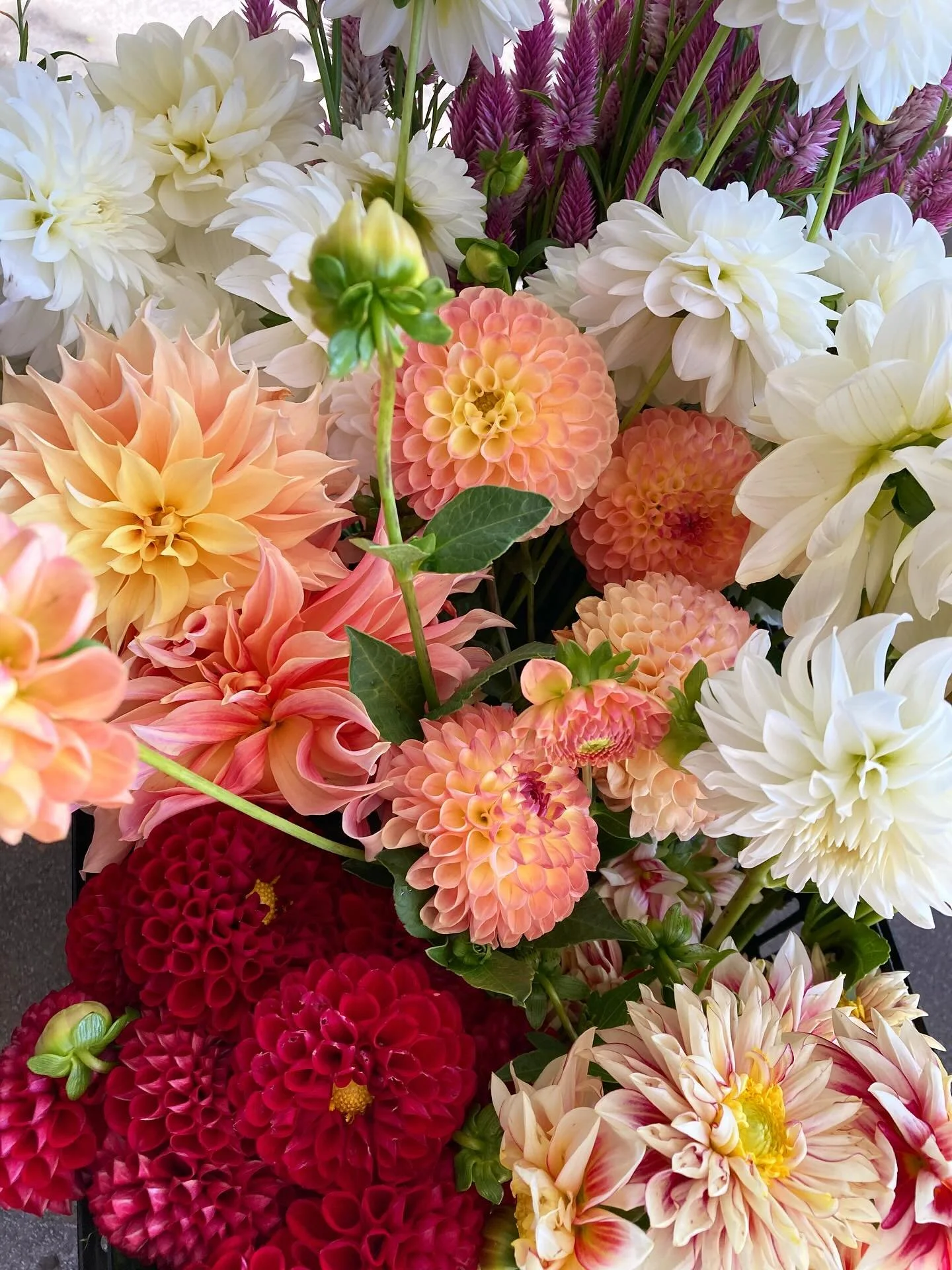 Orders in for next week all? Pre ordering windows close 48 hours ahead of pickup and delivery days, and the Garden State Flower Coop&rsquo;s season&rsquo;s ending is 10/30/35 (we know, and feel the same way&hellip;😢). So- get all those local flowers