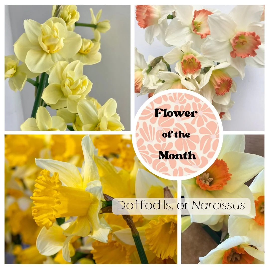 Flower of the Month! Daffodils, or Narcissus.

It&rsquo;s hard to believe it&rsquo;s already March! But we couldn&rsquo;t be more excited for more sun, more warmth and more flowers to come. Swipe to learn a few fun facts about daffodils and see some 