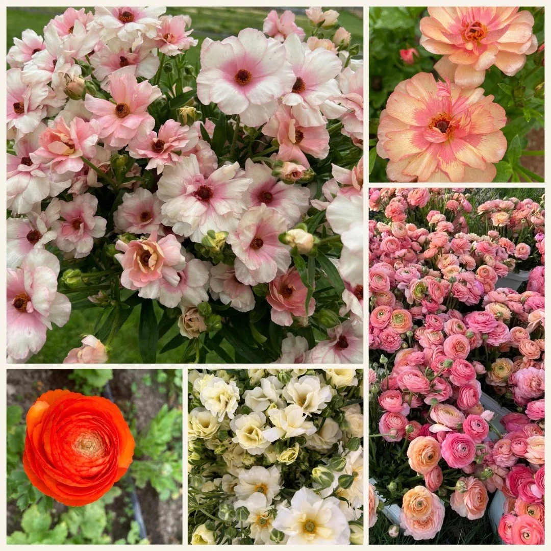 As March flies by we are getting excited about what&rsquo;s next!  Here is a look at some of the cheery spring blooms from the market last April. 

How have you incorporated these beauties into your designs? We love to hear how you use local blooms! 