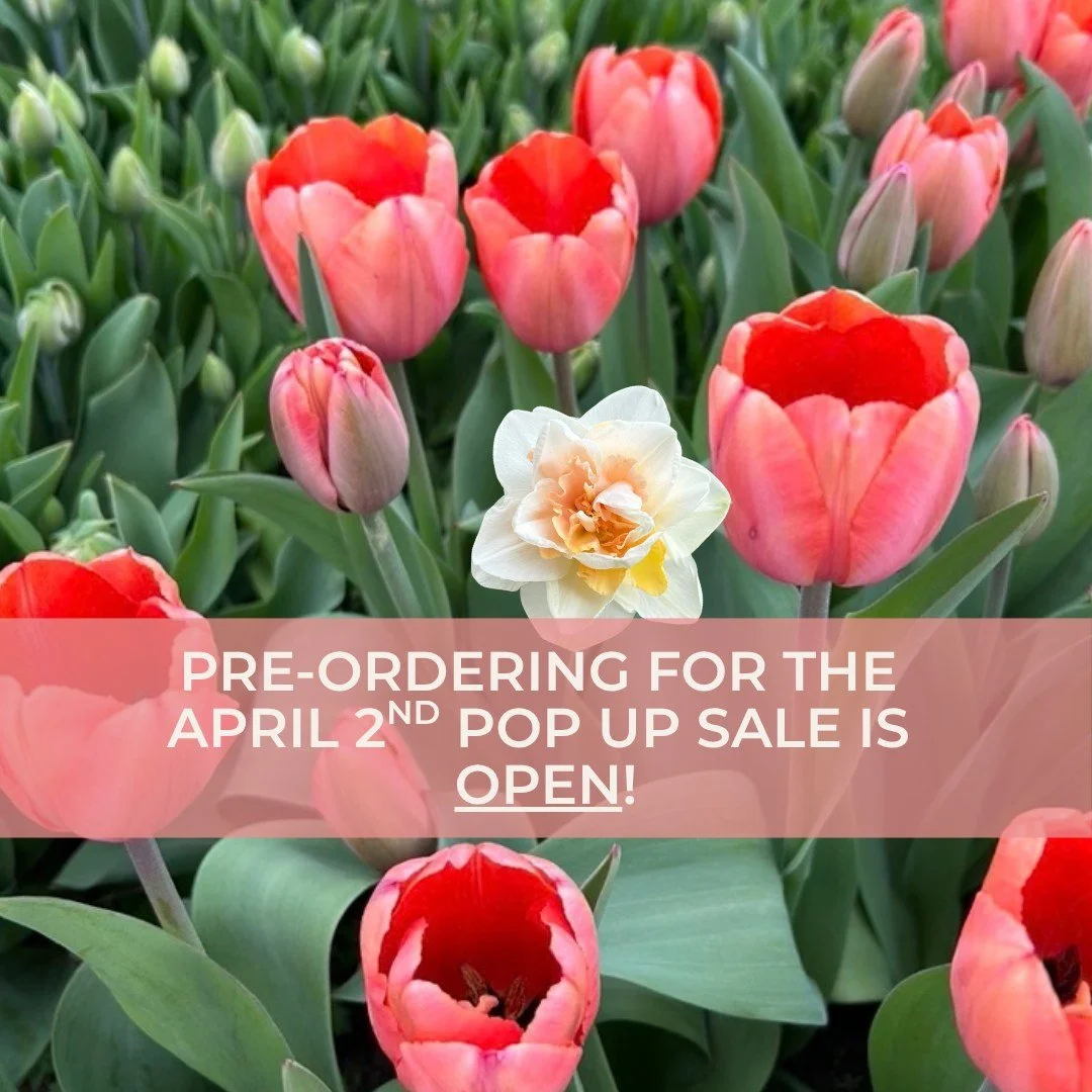 It's time!  Pre-ordering is now open on Rooted Farmers for our April 2nd pop up sale! Head on over to @rooted_farmers  to place your orders. As a reminder, this pop up sale is pick up only, but we can't wait to say hello in person at our location in 