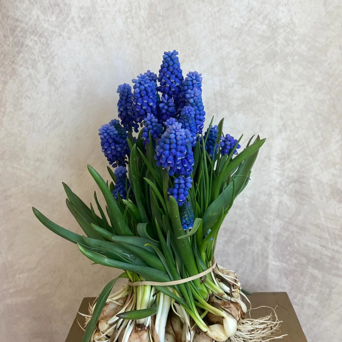 Highlights from our beautiful market floor today! And we&rsquo;re just getting started! 

#localflowers #njflowerfarms #gardenstateflowercoop #njflowers