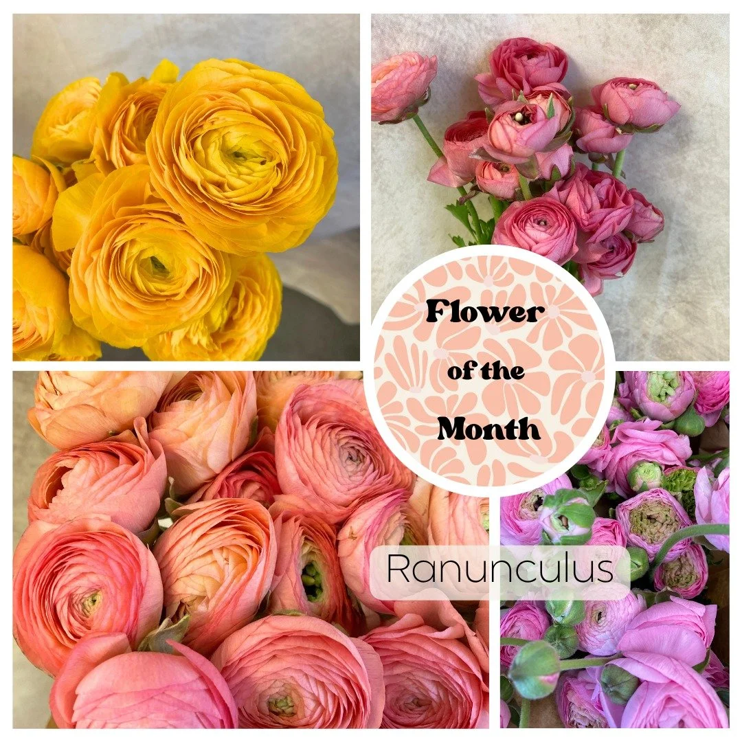 Flower of the Month! Ranunculus!

April was a colorful whirlwind and a certain flower really stood out, the lovely ranunculus! Swipe to learn a few fun facts about these sweet blooms and see some varieties from our growers. Which one is your favorite