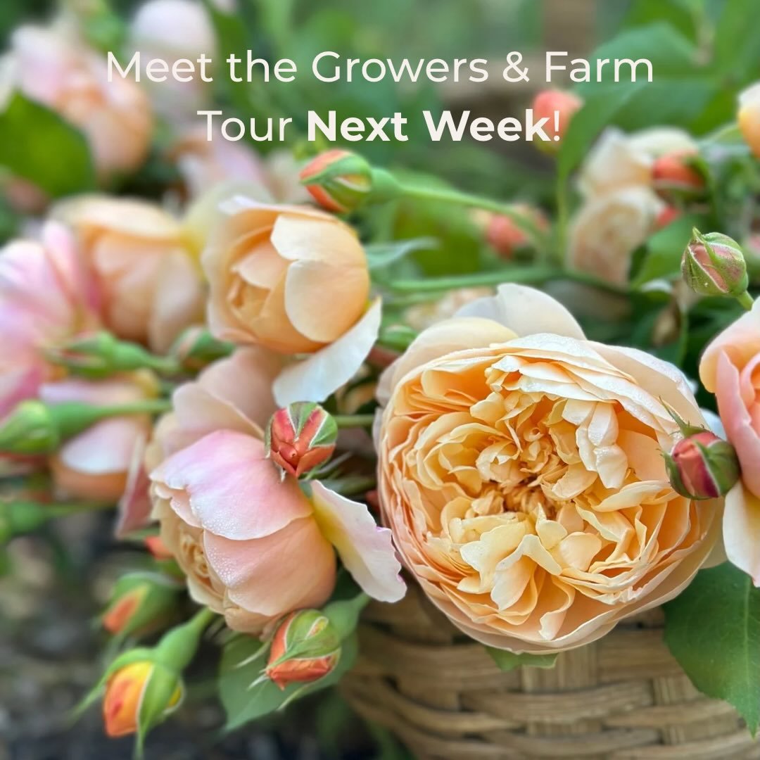 Reminder! Our Meet the Growers &amp; Farm Tour event is next week! RSVPs close in under a week, so let us know if we will see you there! This is a great opportunity to meet the talented folks behind the flowers&hellip; plus it will be a lovely time! 
