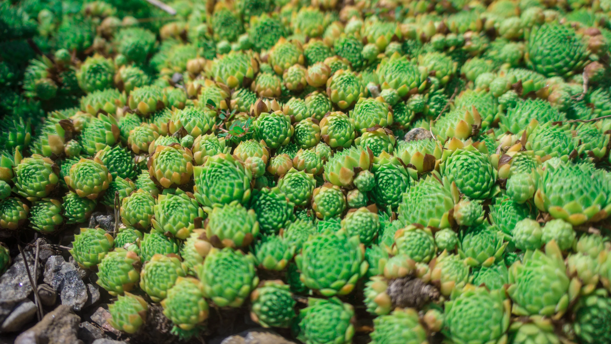 Lockdown 2020: How Cultivators thrive