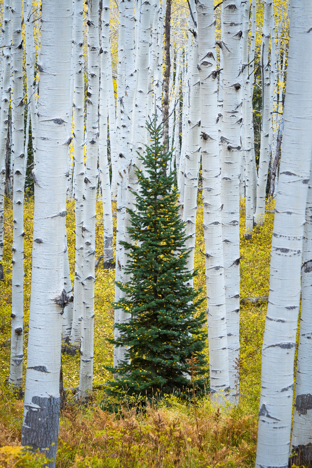 colorado--3.jpg