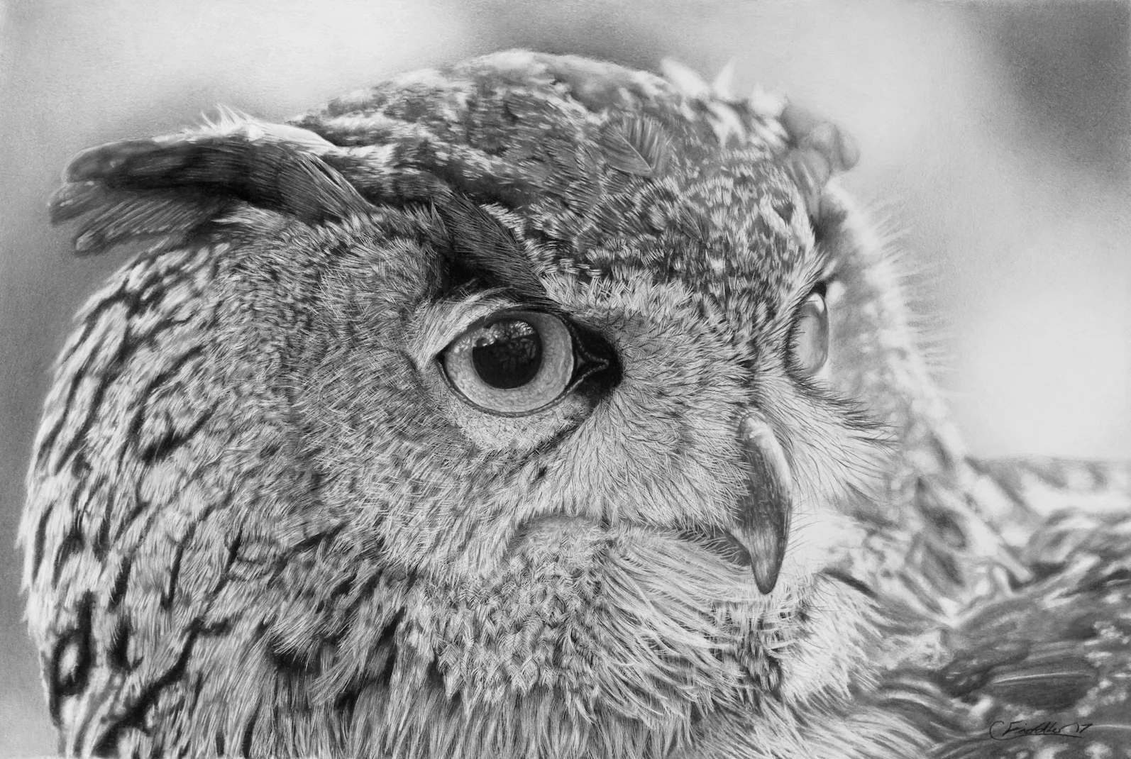 owl drawing small.jpeg