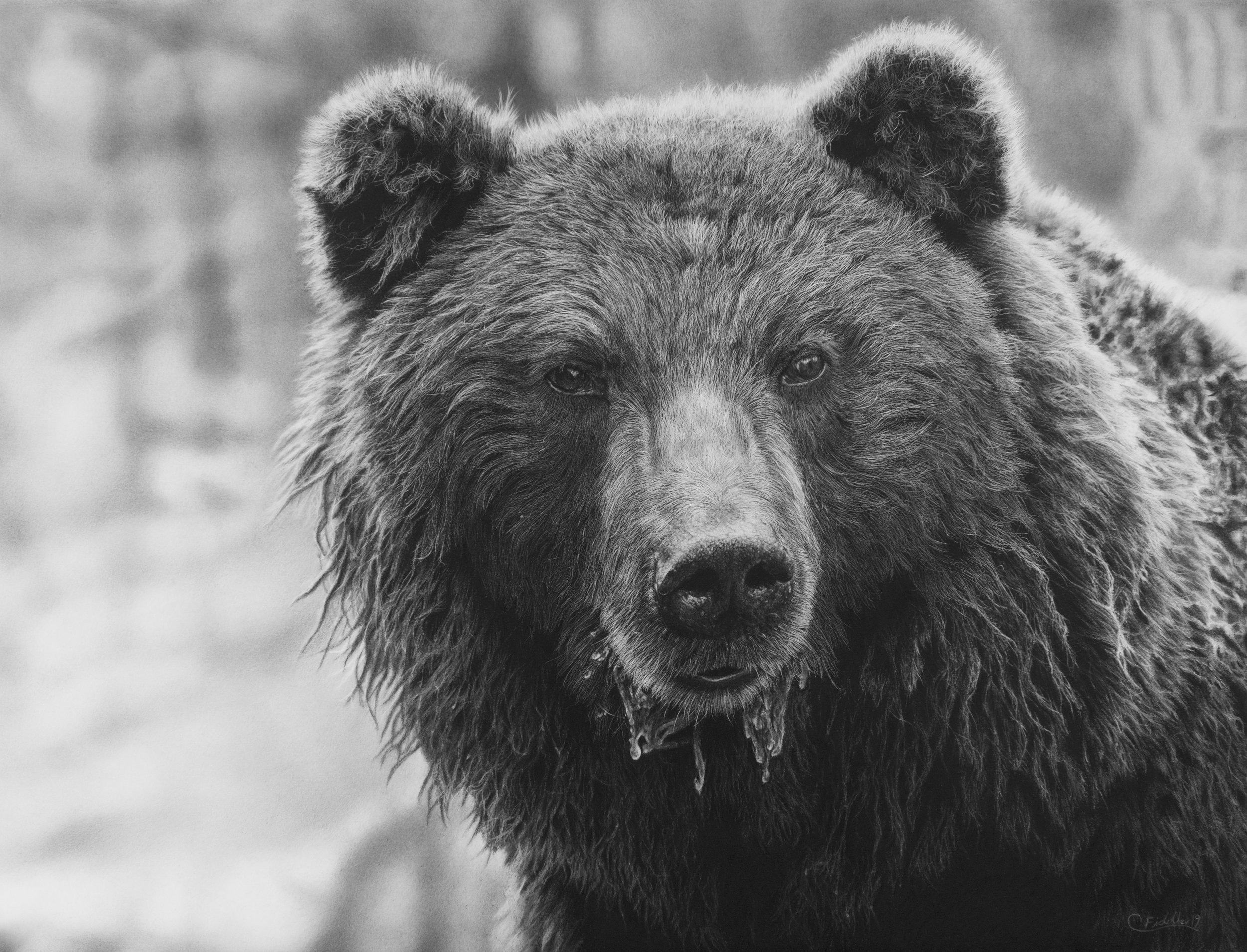final+bear+pic.jpg