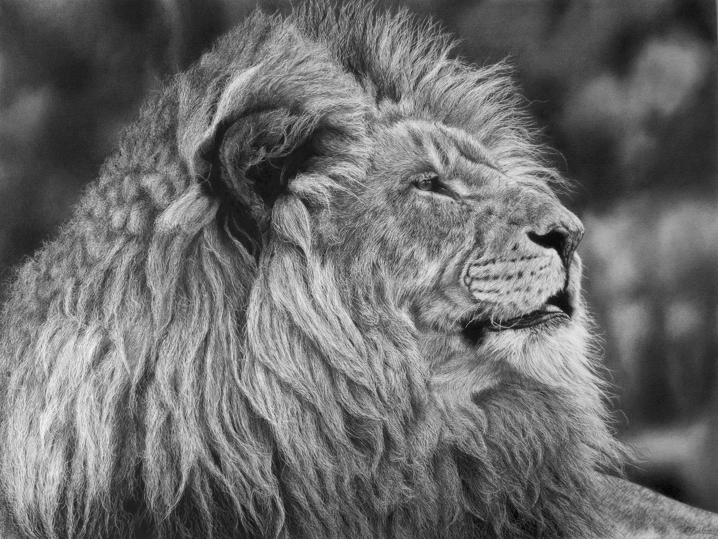 lion+pic+done+for+show.jpg