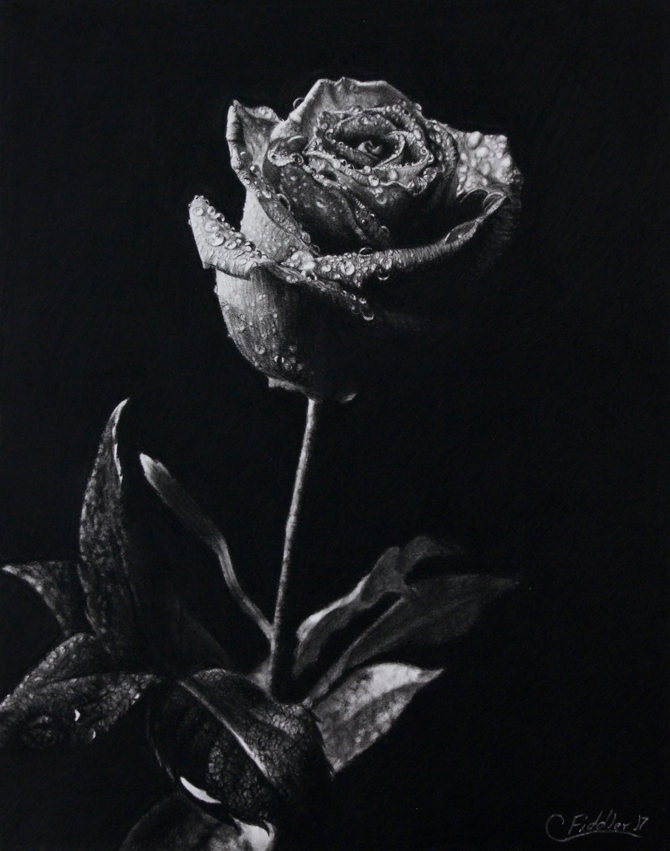 rose+drawing+small.jpeg