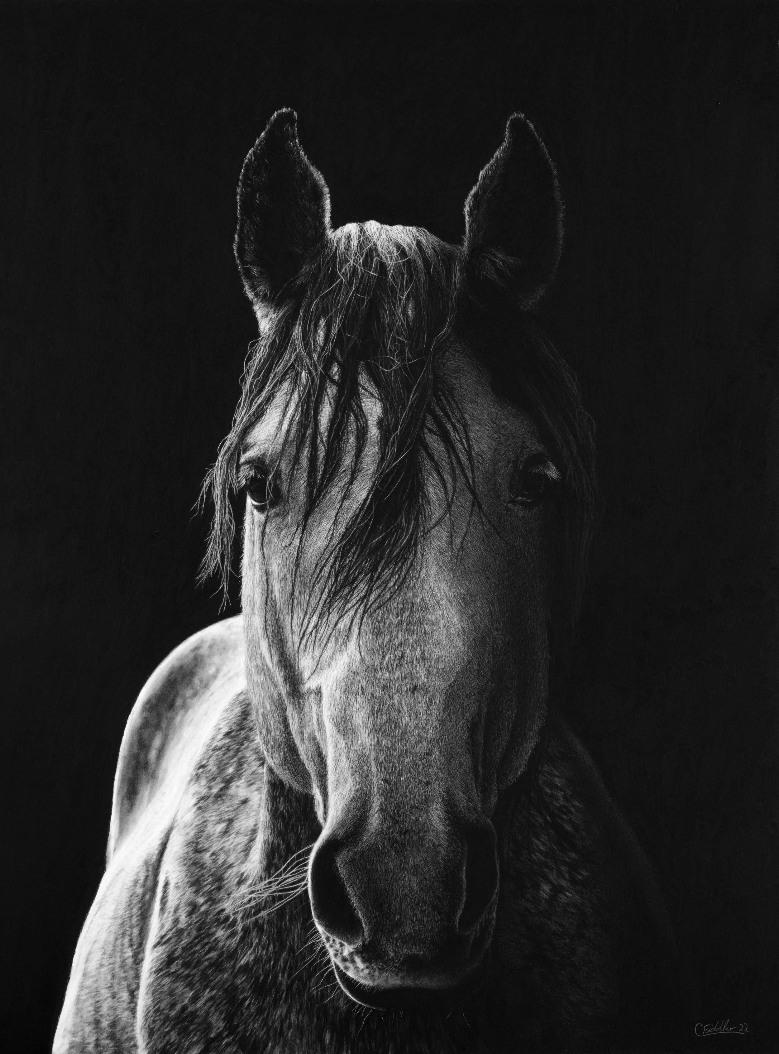 horse pic.jpg