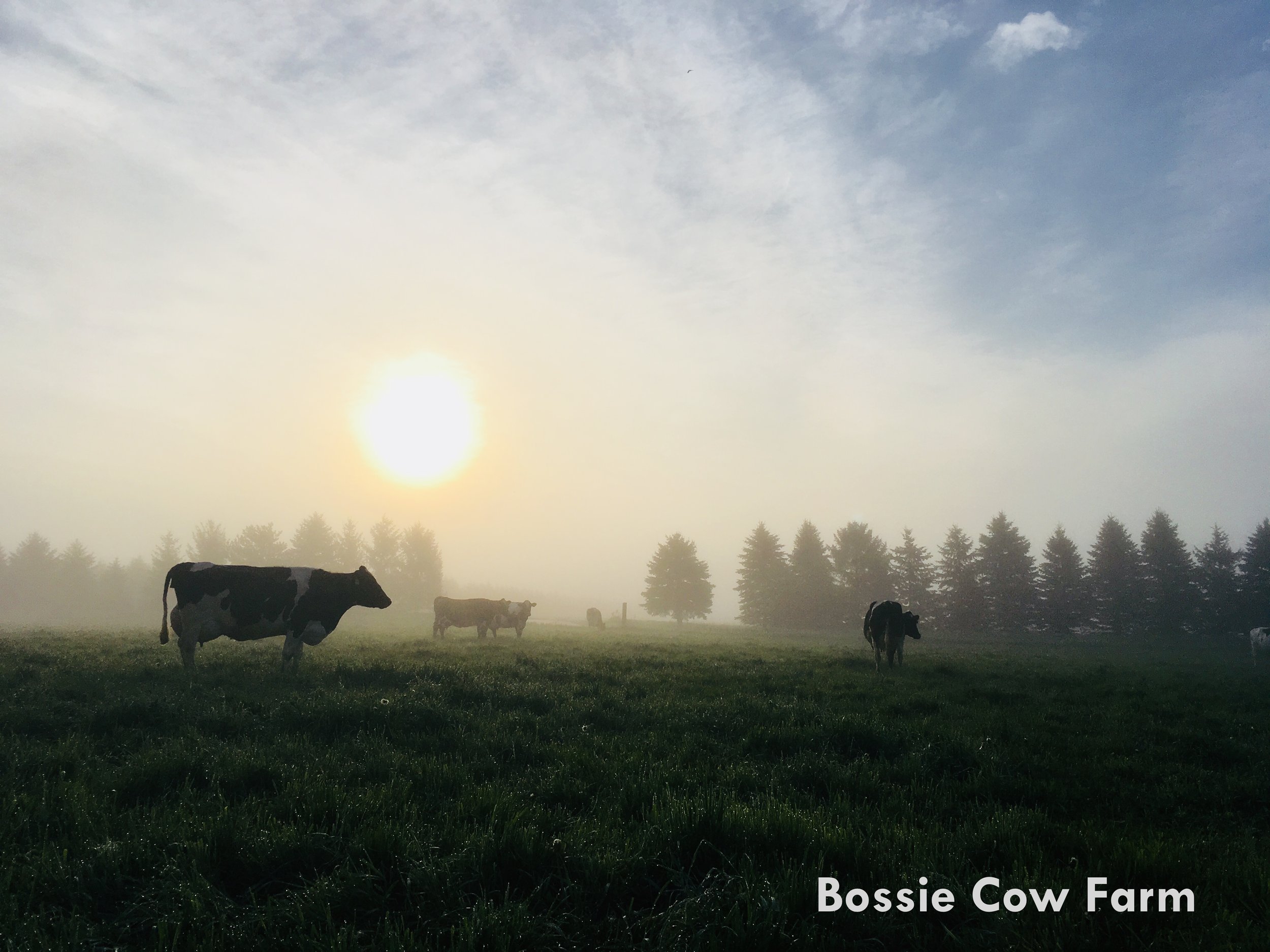 BCF cows of the mist 2020 2.JPG