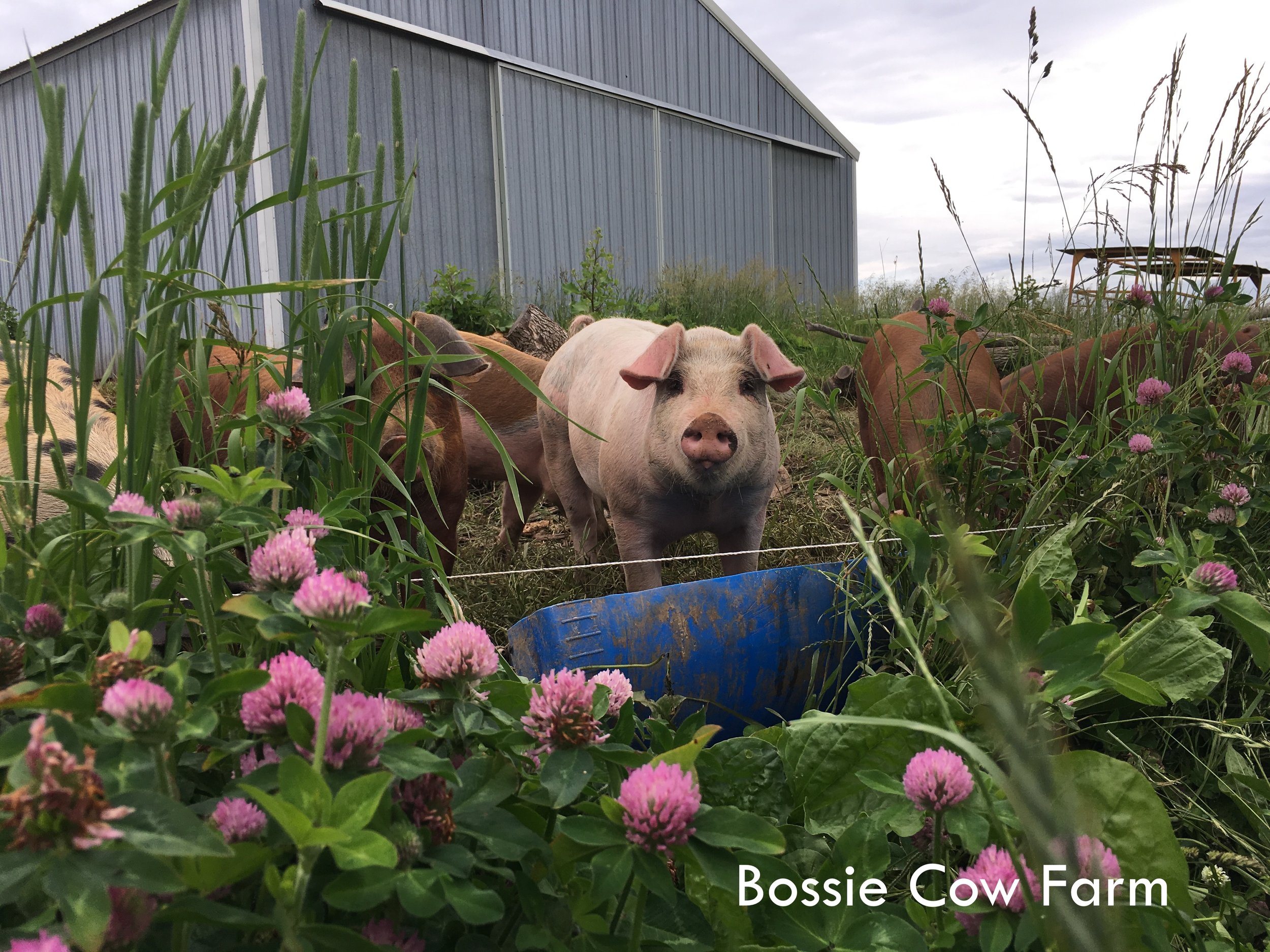 Pastured Pigs Bossie Cow Farm 2020 copy.JPG