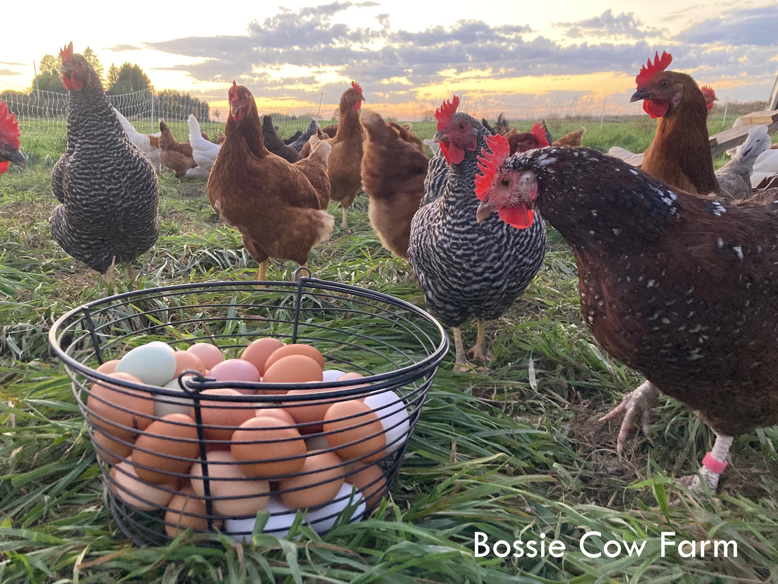 Chickens on pasture Bossie Cow Farm 2021 copy.jpg