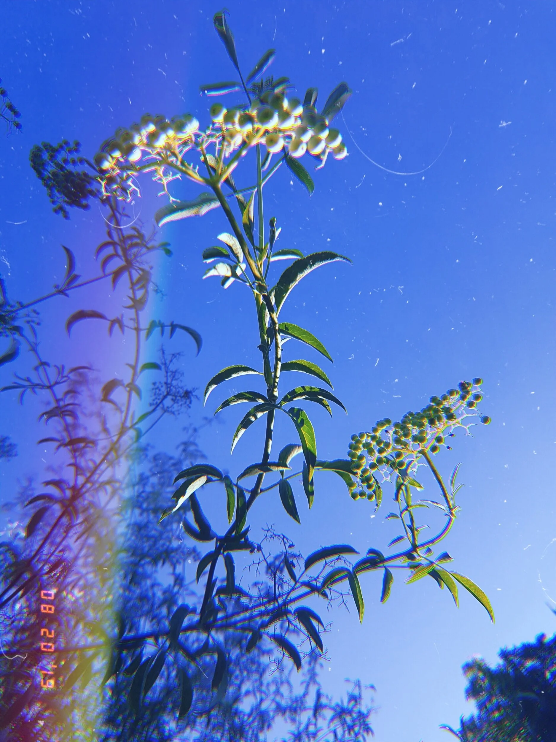 processed_Kuni_1566355069467.jpg