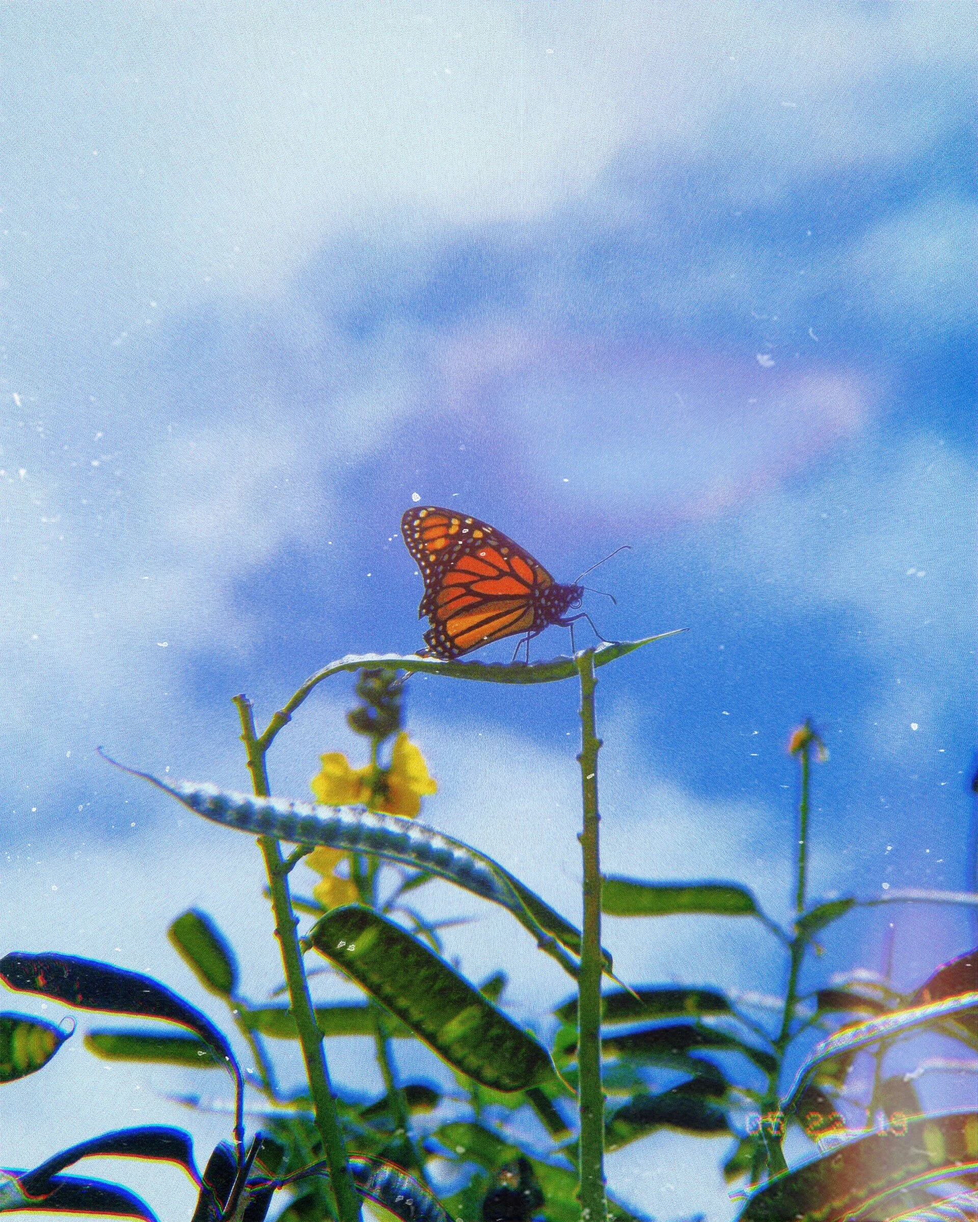 Kuni_1569467647710.jpg