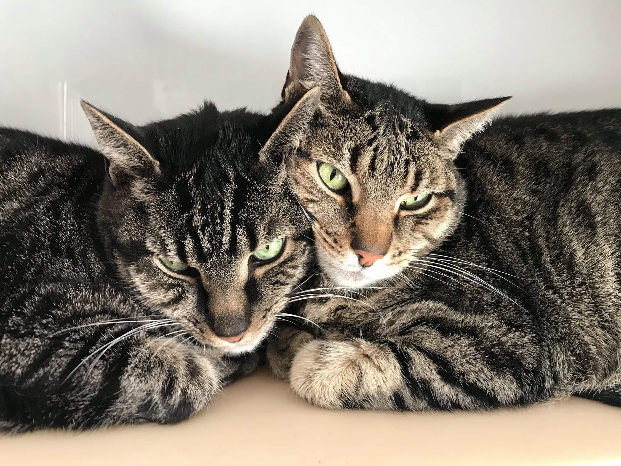 Meet Chip and Pepper!