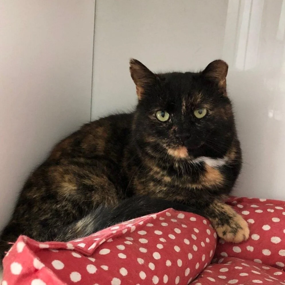 Meet Harmony! — Friends of the Marshfield Animal Shelter