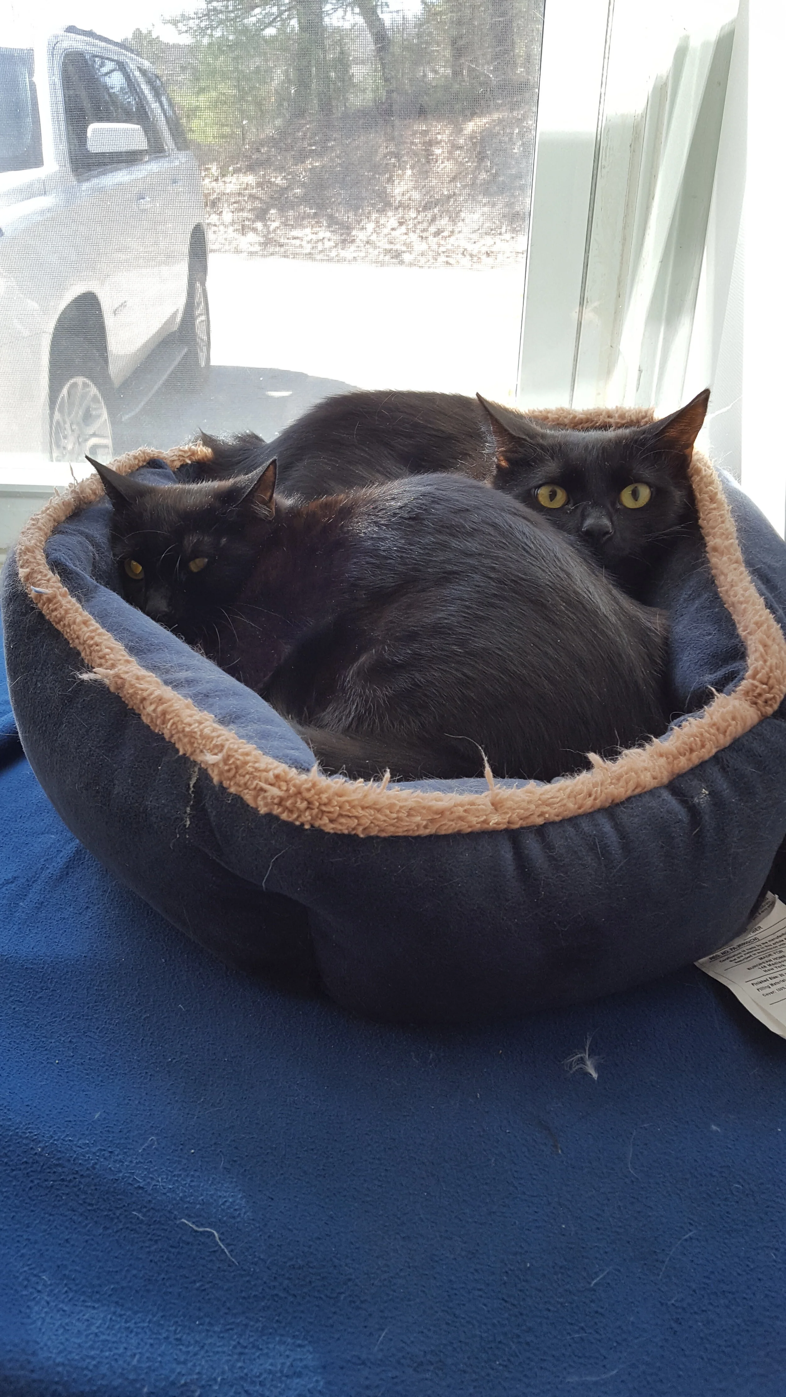 Meet Mali and Morgana!