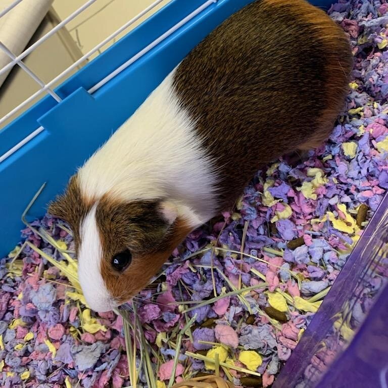 Meet S'Mores! 