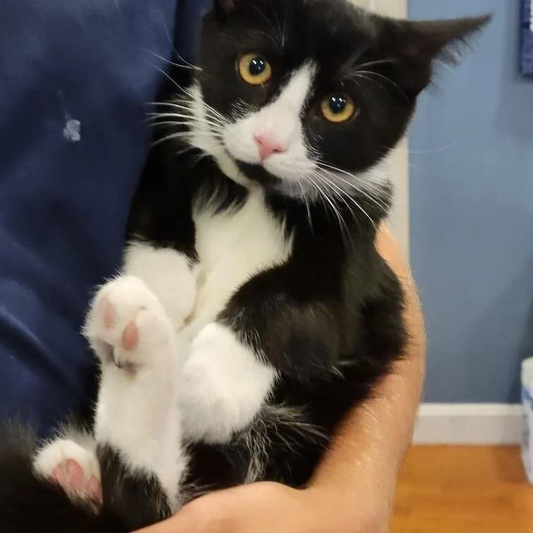 Meet Our Male Kitten!      