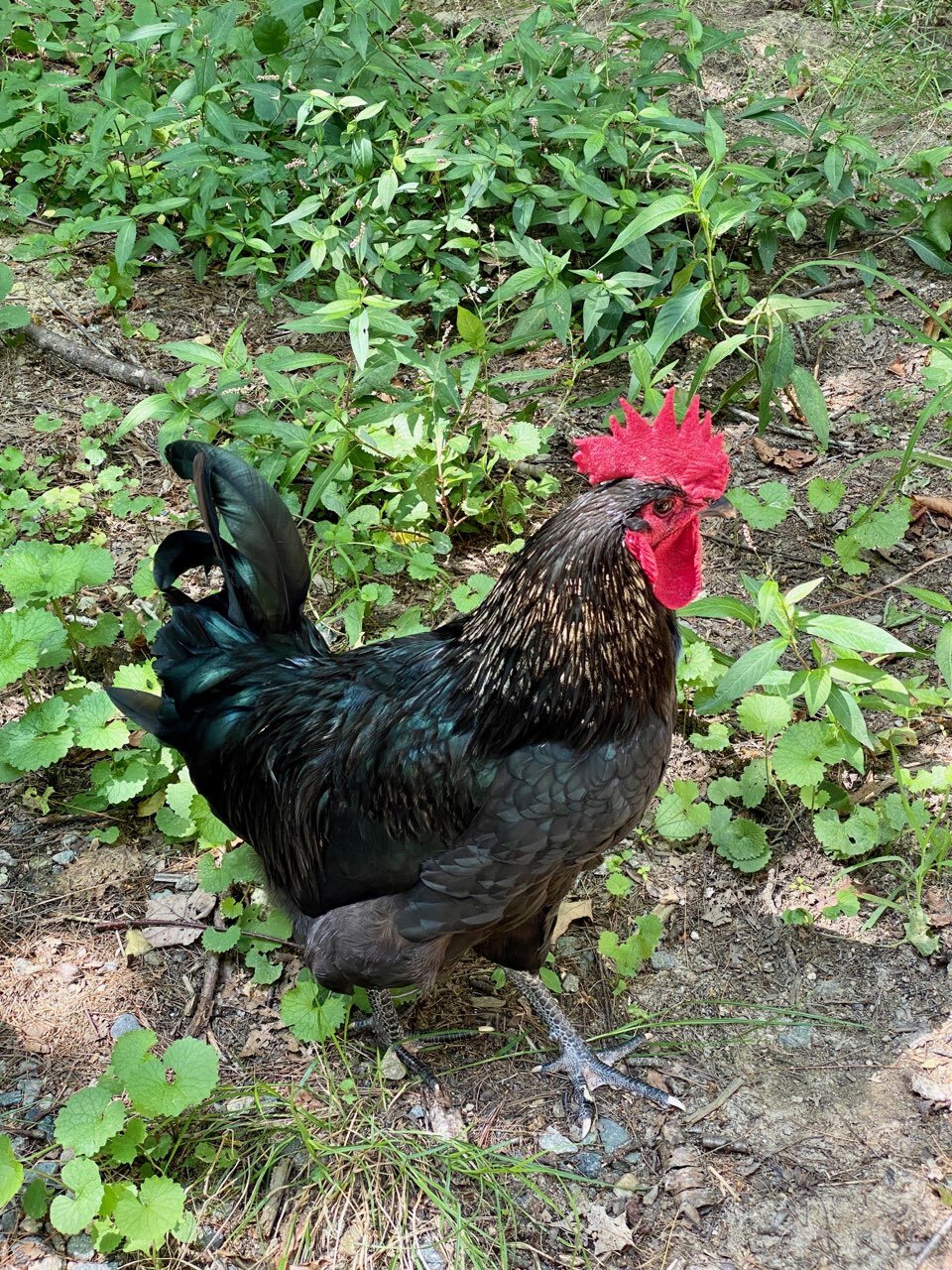 Meet  Our Rooster!       