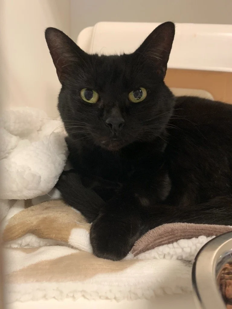 Meet Ashley (aka Onyx)!       