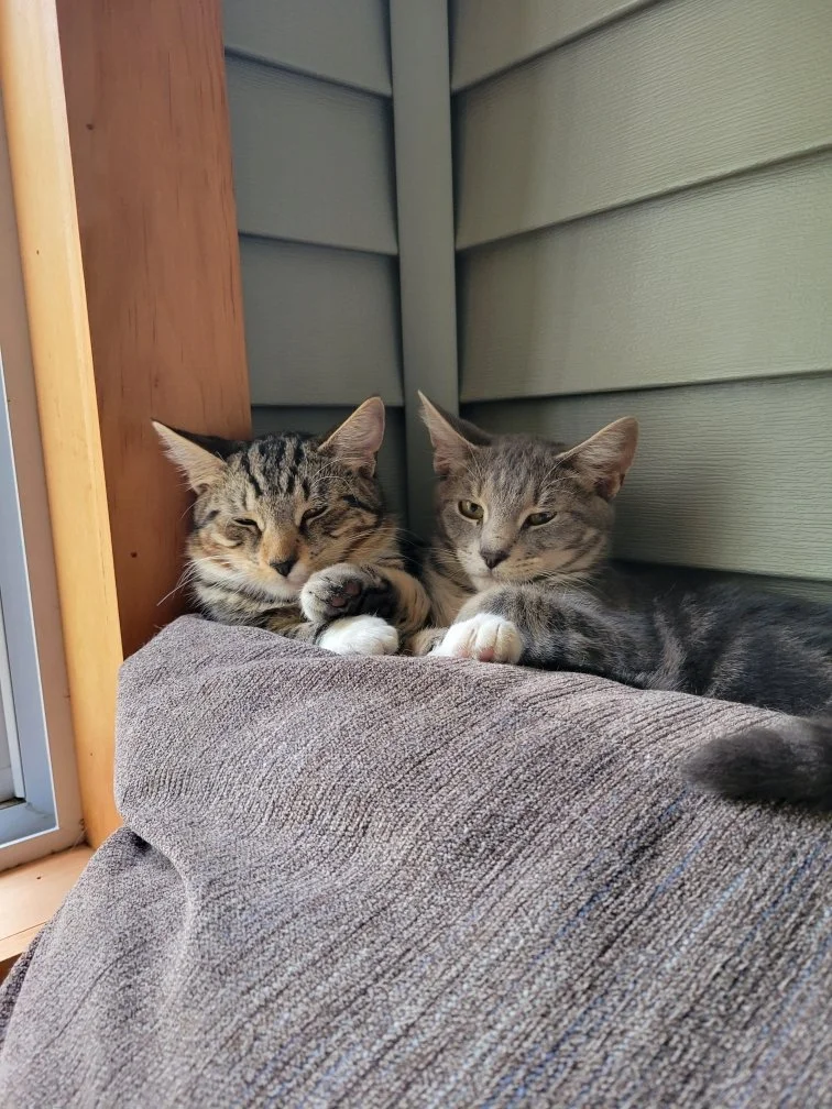 Meet Herman and Tony!        