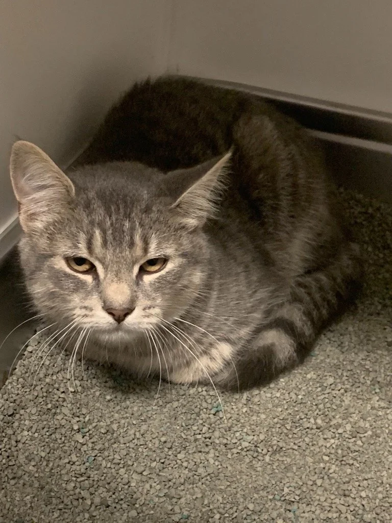 Meet Kahlua (must be adopted with Tequila)!         