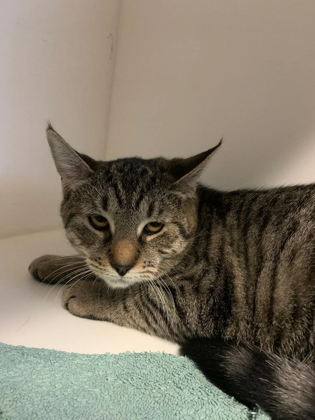 Meet Tequila (must be adopted with Kahlua)!          