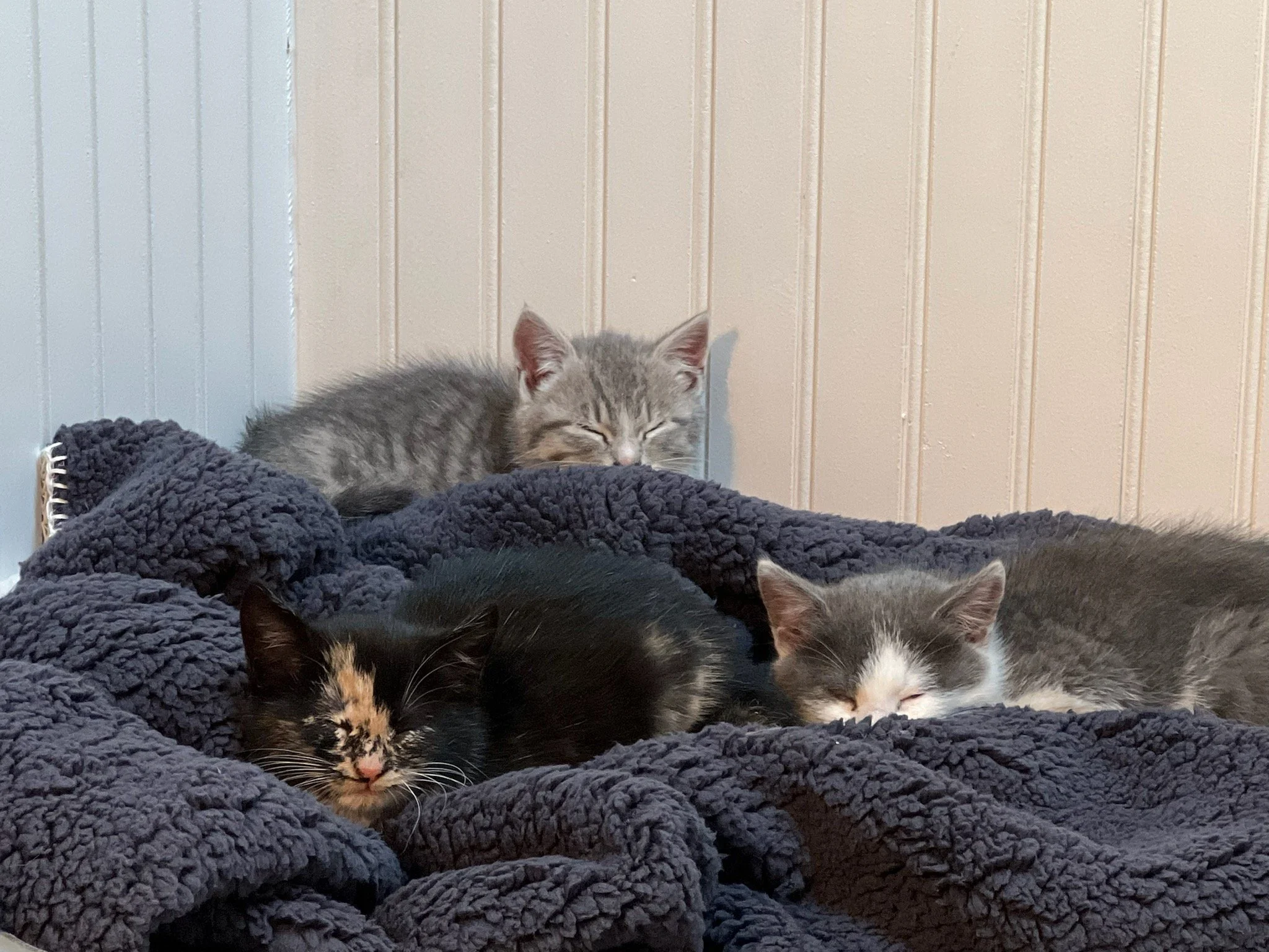 Meet the 3 Allan St Kittens!         