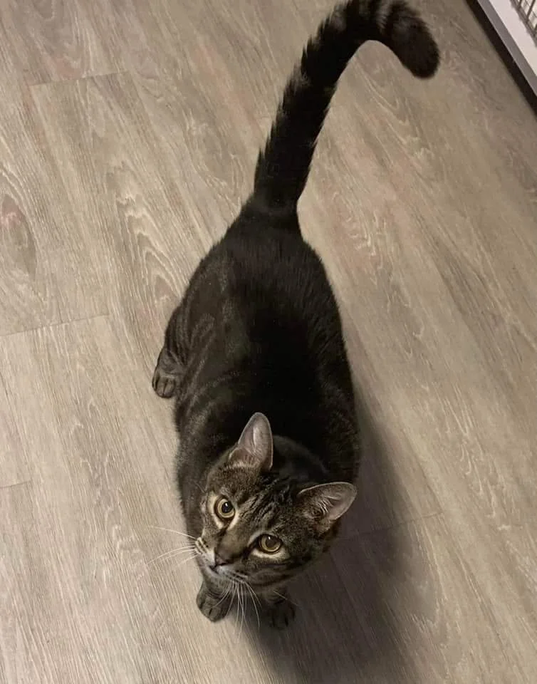 Meet Odin and Loki - this is Odin!           