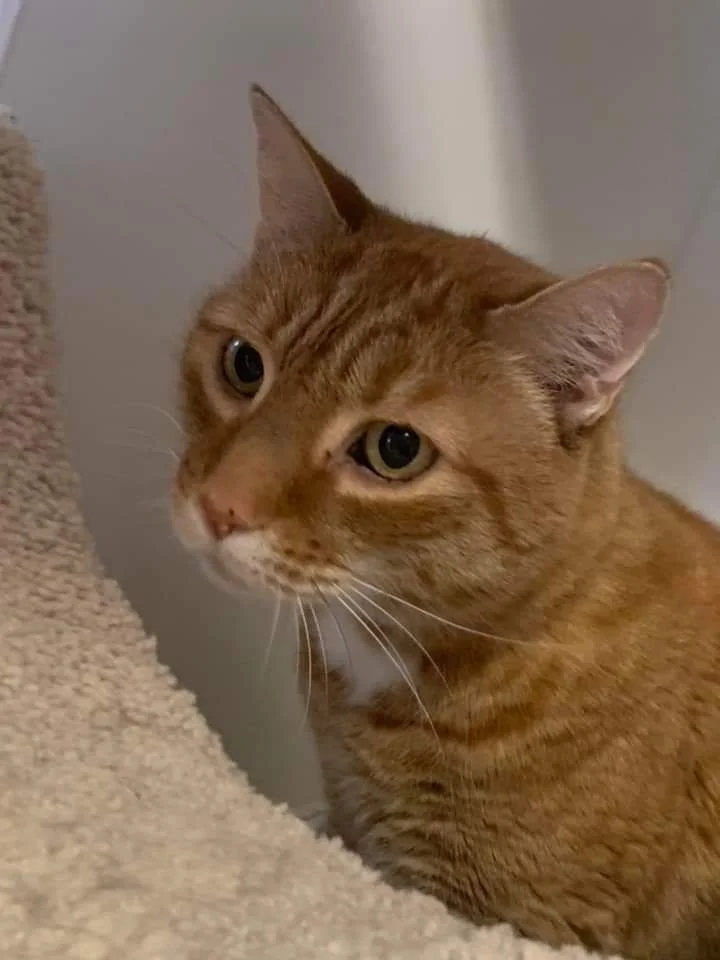 Meet Odin and Loki - this is Loki!          