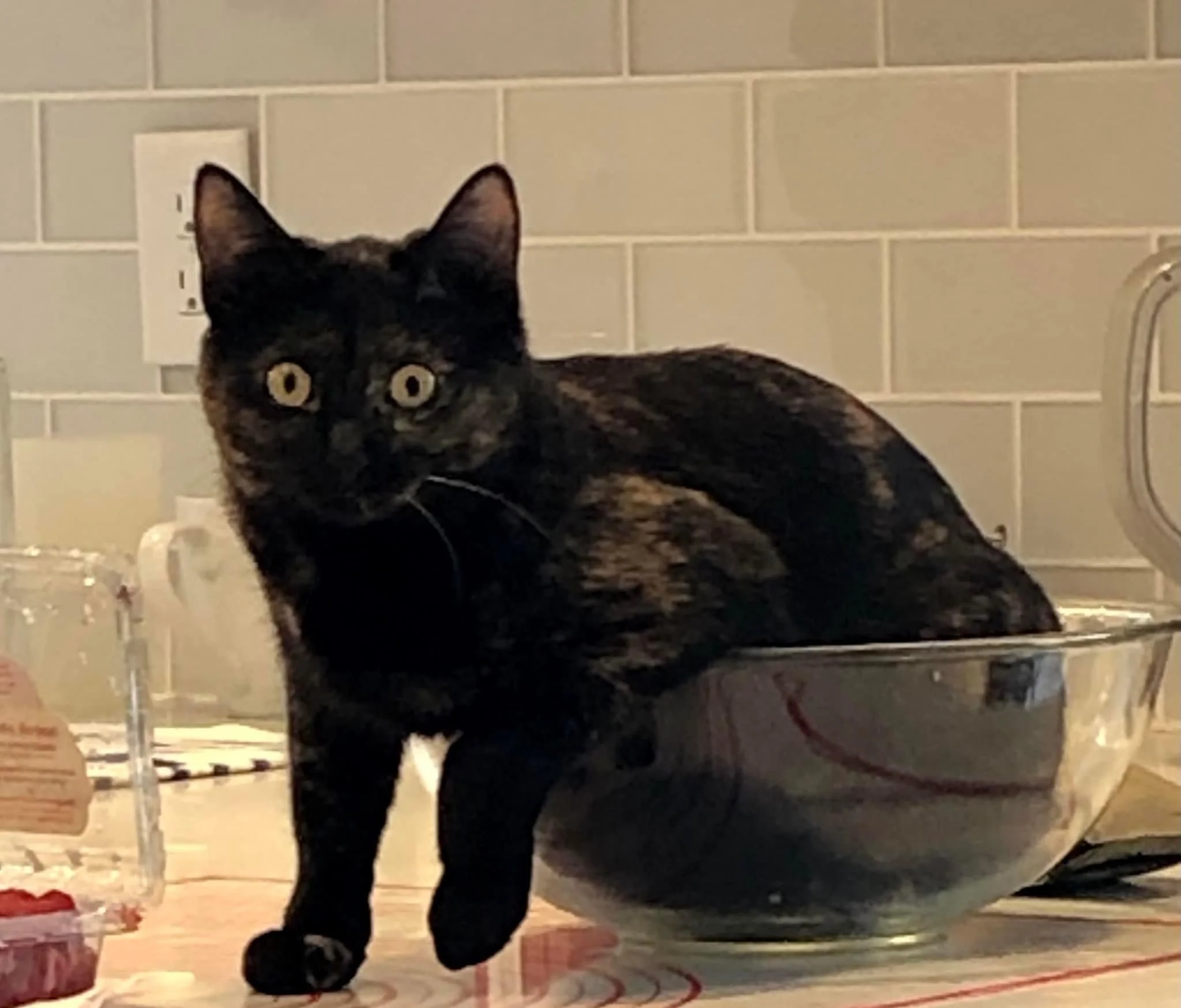 Meet Evie - Home to Home Placement!         