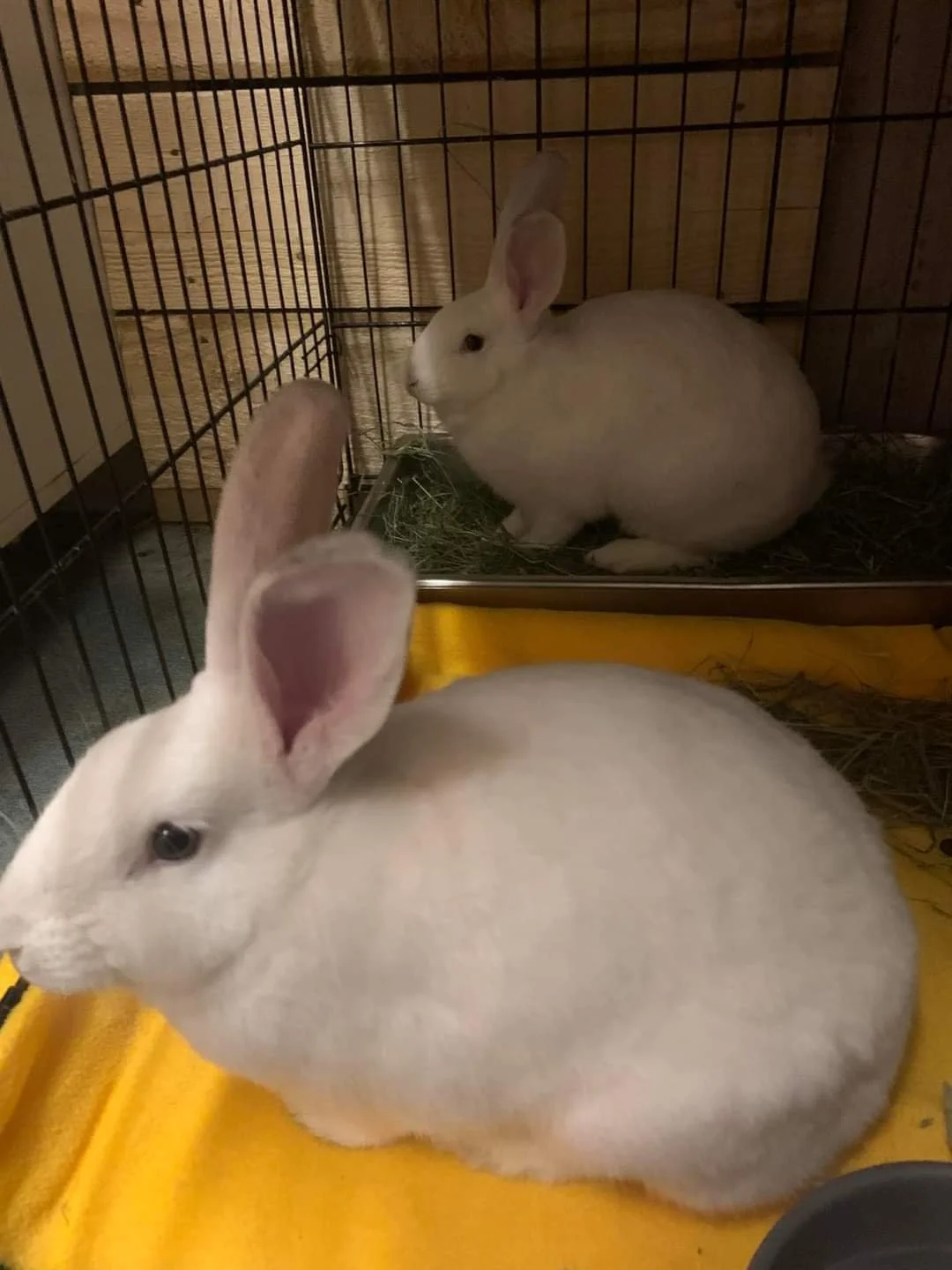 Meet Ostara and Little Moon!          