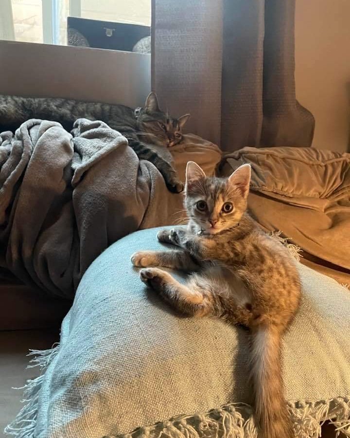 Meet Bottle Fed Kitten!