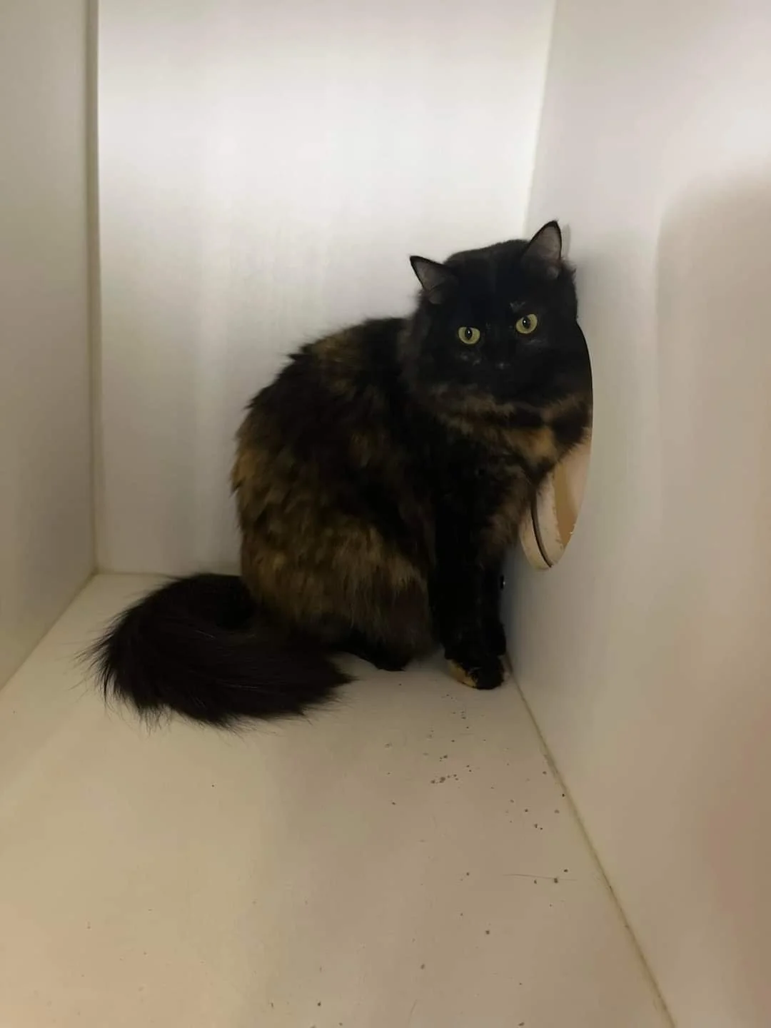 Meet Prudence (Prudie)!             