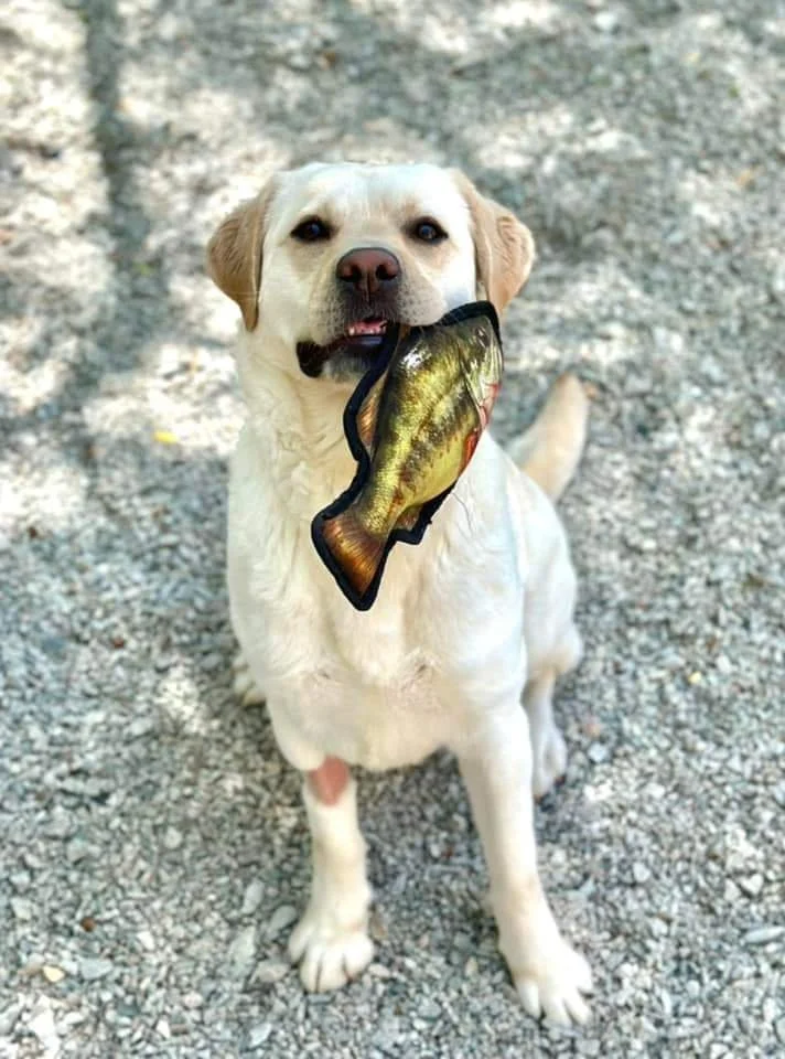 Meet Piper!    Applications are no longer being taken.           