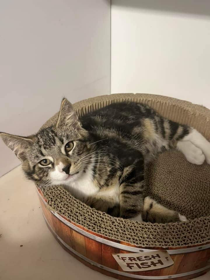 Meet Molly and Peter!  (Peter is pictured here)