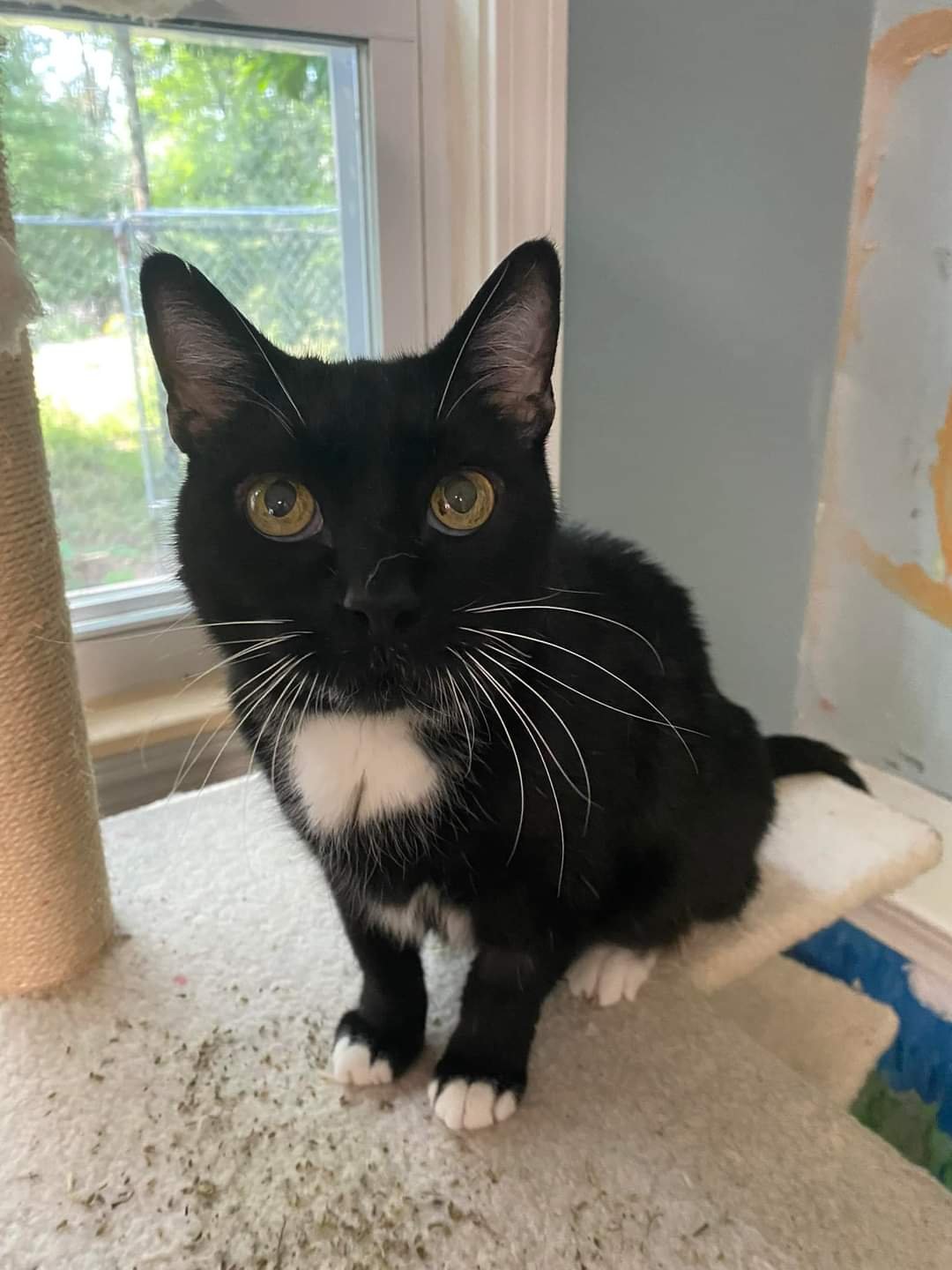 Meet Boomer! Adopt or Foster!