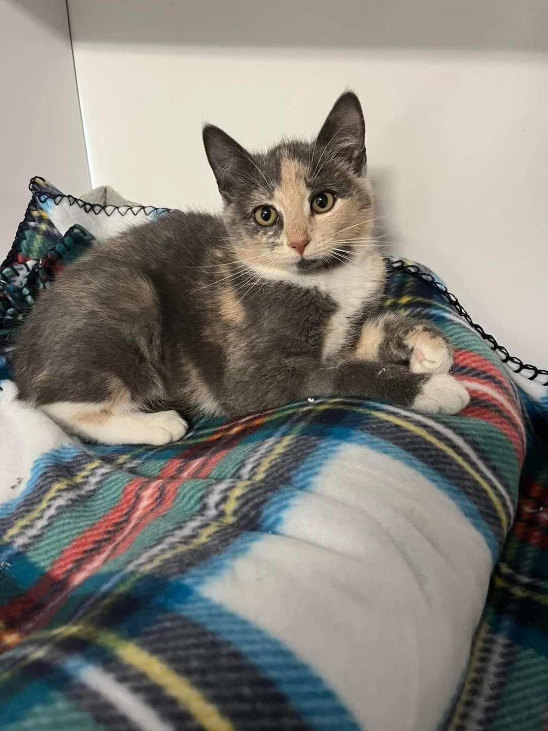 Meet Cookie and Pringle!   (Cookie pictured here)         