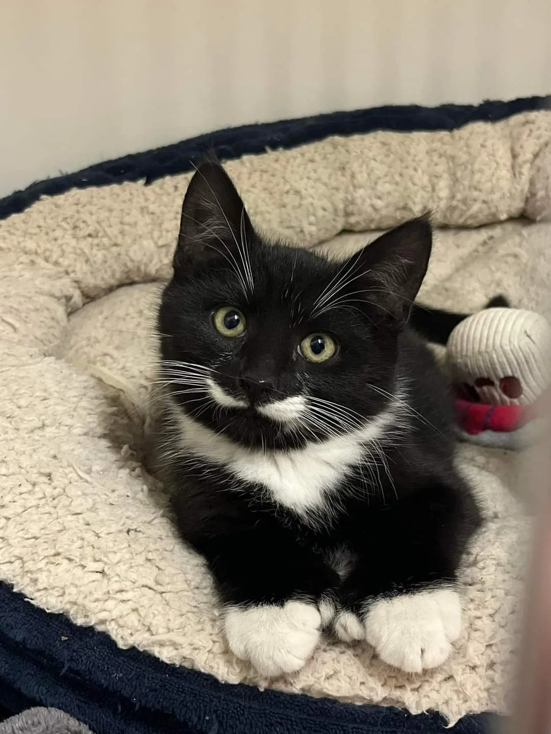 Meet Cookie and Pringle!   (Pringle pictured here)       