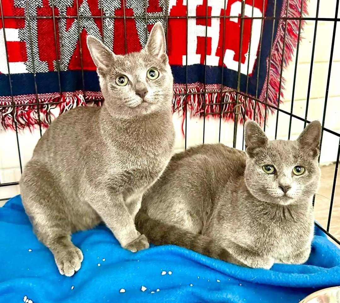 Meet Emerald and Shadow!